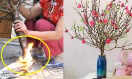 Đốt gốc đào xưa rồi: Đây mới là cách để cành đào nở bung hoa, nảy lộc, chơi suốt Tết vẫn tươi rực rỡ