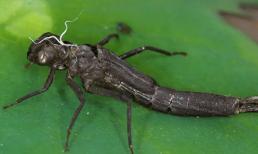 Nó là bậc thầy diệt muỗi, tiêu diệt 3.000 con muỗi mỗi năm, nhưng lại đang bị con người bắt số lượng lớn làm món ngon 