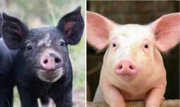 Khi mua thịt lợn nên chọn 'thịt lợn đen' hay 'thịt lợn trắng'? Có sự khác biệt lớn, chỉ người sành ăn mới hiểu 