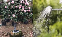 Mẹo để cây hoa trà nhà bạn nở rực rỡ đúng dịp Tết Nguyên đán, hóa ra vô cùng đơn giản 