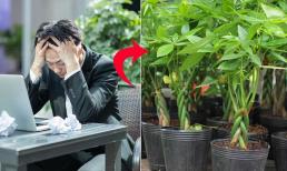 Gần Tết Nguyên đán mà thiếu tiền, chuyên gia phong thủy chỉ bạn nên trồng gấp cây này trong nhà 