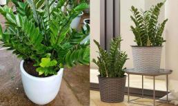 Có hai mệnh 'đại kỵ' trồng cây kim tiền, chớ phạm kẻo xui xẻo, tiêu tài tán lộc