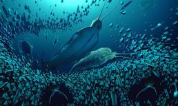 Khám phá mang tính đột phá: Nửa tỷ năm trước, loài 'giun khổng lồ' này đã từng thống trị đại dương