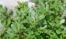 Loại rau mọc hoang thường chỉ hái về cho lợn ăn nhưng rất giàu chất chống oxy hóa giúp ngừa ung thư, bảo vệ tim mạch và giảm đột quỵ