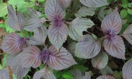 Loại lá 'rẻ như cho' bán đầy chợ, đun lấy nước uống, đàn ông giải rượu, đàn bà có làn da trắng mịn