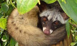 Loài thú tiết ra hương liệu quý như vàng ở gần hậu môn, xuất hiện nhiều tại Việt Nam