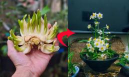 Ngoài đào hay quất, Tết này hãy tự tỉa một hoa thủy tiên, để đón tài lộc về nhà