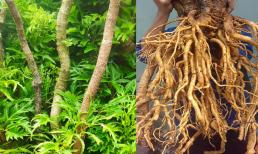 Loại cây được ví như 'nhân sâm của người nghèo' có công dụng tuyệt vời gì? Ai không nên sử dụng?