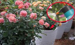 Chăm hoa hồng đón Tết: Đừng tưới nước thường, thêm thứ này hoa nở bung vừa nhiều vừa đẹp 