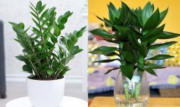 5 loại cây mang ý nghĩa tài lộc, có tên cực hay, rất thích hợp làm quà tặng ngày Tết 