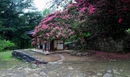 Lý do nhà giàu thích trồng cây tường vi, vị trí tốt nhất trồng tường vi giúp an gia, chiêu tài hút lộc