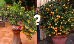 Đại kỵ khi chưng quất chơi Tết! Chọn quất bonsai hay quất thường để mang lại tài lộc, may mắn? 