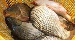 Bà bầu ăn cá chép có giúp con môi đỏ, da trắng ko? Đâu là thời điểm vàng ăn cháo cá chép.