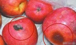 Táo thối không ngờ lại có giá trị như thế? Đừng vội vứt nó đi, hãy tìm hiểu thêm!