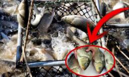 Khi mua cá chép chọn 'to béo' hay 'thon dài'? Người bán hàng: 3 loại cá này không nên mua dù giá rẻ đến cỡ nào