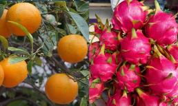 Các loại trái cây khác nhau có ý nghĩa khác nhau, nên mua loại trái cây nào trong dịp Tết Nguyên Đán? 