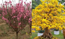 Tại sao lại mua đào, mai, quất trang trí ngày Tết mà không phải loại cây cảnh khác? 