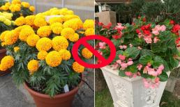 Tết chưng cây cảnh tránh 5 loại này vì tỏa mùi khó chịu, 'đuổi khéo' Thần Tài