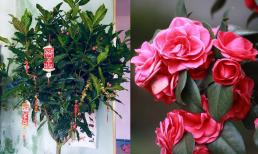 Hoa hải đường có ý nghĩa gì mà rất được ưa chuộng trưng trong nhà dịp Tết?
