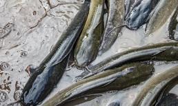 Khi mua cá trước và sau Tết, người hiểu biết chắc chắn sẽ không mua 4 loại cá này vì chúng có chứa kim loại nặng