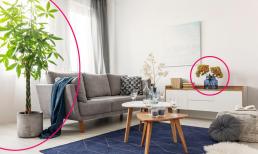 Chọn cây cảnh đặt phòng khách? 2 loại cây giúp thu hút tài lộc và 3 loại cây sẽ khiến gia đình 'lụi'