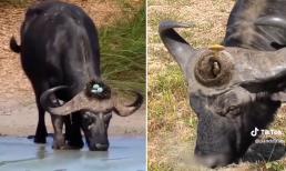 Chim làm tổ và đẻ trứng trên đầu trâu, ai nhìn cũng 'choáng váng'