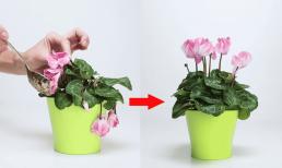 Mẹo hay 'hồi sinh' hoa và cây cảnh, dù héo cỡ nào cũng tươi tốt lại chỉ sau vài ngày