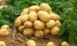 Bạn có biết “kẻ thù không đội trời chung” của khoai tây là gì không? Ăn nhầm sẽ gây hại cho cơ thể, vì vậy đừng bỏ qua