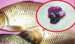 Ăn cá bao nhiêu lần một tuần là tốt nhất? 3 điều cấm kỵ khi ăn cá kẻo 'nhiễm trùng, ngộ độc'