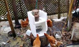 Tại sao gà lại thích ăn xốp? Lý do đằng sau điều này sẽ khiến bạn ngạc nhiên