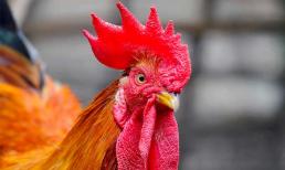 Vì sao gà cúng luôn là gà trống không phải gà mái?