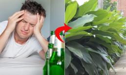 Loại lá nhà nào cũng có trong dịp Tết Nguyên Đán không ngờ lại có tác dụng giải rượu rất tốt với cánh đàn ông  