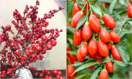 6 cây cảnh quả đỏ trĩu cành, chỉ nhà giàu mới có điều kiện mua về chưng Tết, đón năm mới phúc lộc đề huề 