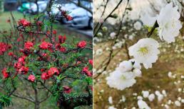 Đón Tết Nguyên đán Giáp Thìn 2024, dân sành chơi hoa Tết đều biết đến 5 loại đào này, có loại giá hàng trăm triệu đồng