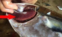 Mua cá biển cứ nhìn vào điểm này để chọn được cá ngon, tránh mua phải cá ướp urê, hàn the