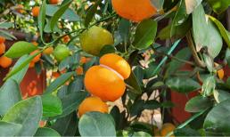 Xuất hiện loại quất mới cháy hàng dịp Tết Nguyên đán 2024 