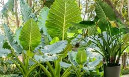 Đón năm Giáp Thìn 2024 nhất định phải trồng một cây này trong nhà, vừa làm sạch không khí lại tăng tài vận cho gia chủ