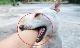 Tại sao lại nói chó cắn chủ thì dù có ngoan ngoãn đến đâu cũng phải đánh chết? Đọc xong cuối cùng cũng hiểu