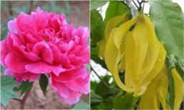 6 loại hoa đẹp từ tên đến sắc nhưng không dùng chưng Tết, đừng dại mua kẻo rước xui xẻo về nhà