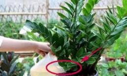 Cây kim tiền cực dễ trồng, trong nhà nhất định phải có một cây trong dịp Tết Nguyên Đán