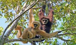 Loài vượn quý hiếm thứ 2 thế giới xuất hiện tại Việt Nam, có tên trong sách đỏ, từng suýt bị tuyệt chủng