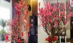 Cây đào Tết đặt vị trí nào trong nhà là tốt nhất? Chọn đúng để năm mới đón nhiều phúc lộc