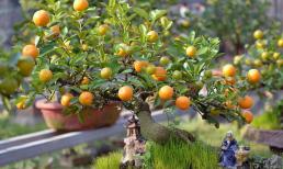Cây quất ngày Tết như thế nào là hội tụ đủ 'tứ quý', giúp gia chủ cả năm sung túc, may mắn, cát tường?