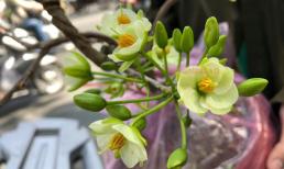 Hoa mai xanh, loại hoa độc lạ, hiếm có khó tìm đang được chị em ráo riết săn lùng cho Tết này