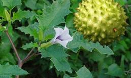 Loài cây nguy hiểm nhất thế giới mọc hoang nhiều ở Việt Nam, cẩn trọng tránh xa kẻo nguy hiểm tới tính mạng