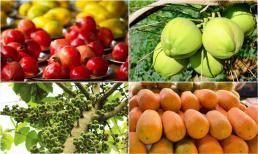 Loại quả nên bày lên ban thờ để thu hút may mắn, tài lộc. Quả nên bày số chẵn hay số lẻ mới đúng?