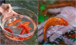 Mẹo thả cá cúng ông Công ông Táo để 'phất' cả năm mà ít ai biết đến