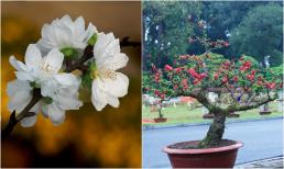 5 loại đào Tết được dân sành chơi hoa săn đón, có loại có giá bán lên đến cả trăm triệu