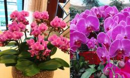 Chơi lan hồ điệp ngày Tết: Có 3 'bí quyết tưới' để giúp lan hồ điệp càng nuôi càng phát triển tươi tốt