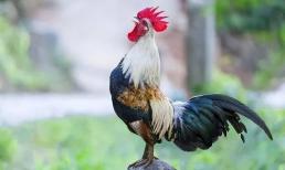 Tại sao gà trống luôn gáy đúng giờ, chúng có tính thời gian không?